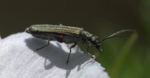 Oedemera sp.